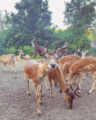 a group of deer standing around in a field at Plitvice Apis in Korenica