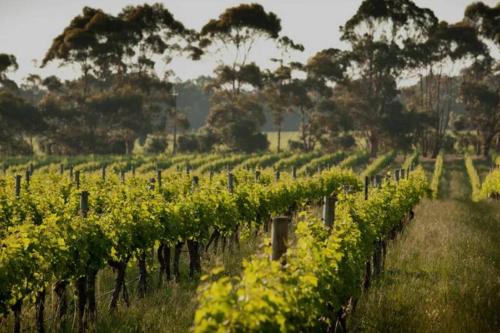 a row of grape vines in a field at Point Leo Luxury Beach House - Point Leo in Shoreham
