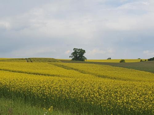 a field of yellow flowers with a tree in the middle at Auszeit am Rosengarten, Zentrumsnah in Güstrow