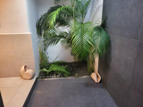 a green plant in a corner of a bathroom at Casa Don Willo in Escuintla