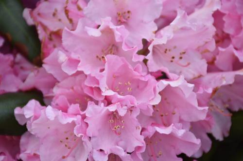 a close up of pink flowers on a plant at I Secolari di Giulia in Avola