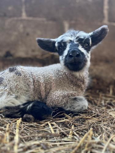 ファームステイの敷地内または近くにいる動物