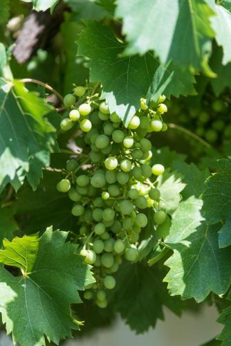 a bunch of green grapes growing on a tree at La Casa dei Nonni in Isola del Gran Sasso dʼItalia