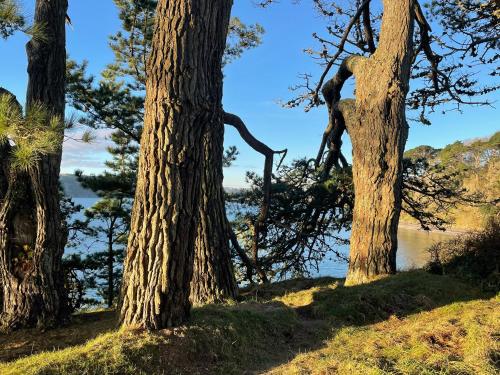 a group of trees with a lake in the background at Tresahor Studio in Falmouth