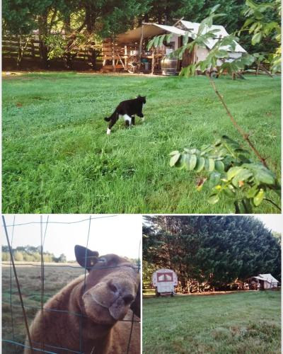 a cat and a dog sitting in the grass at Belle Roulotte unique en pleine campagne Au Jardin de la Vouivre in Saint-Vincent-en-Bresse