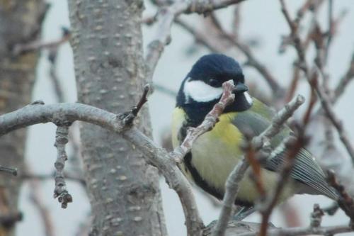Maisonnette de Jardin photo 23