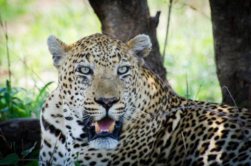 a leopard with its tongue out sitting next to a tree at Hill Top Villa - Private Room In A Home in Hazyview