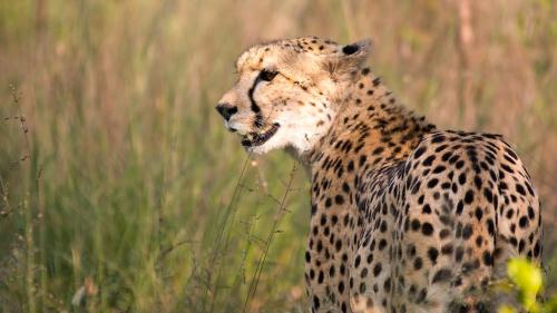 a cheetah standing in a field of tall grass at Hill Top Villa - Private Room In A Home in Hazyview