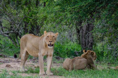 a lion standing in the grass with another lion laying down at Hill Top Villa - Private Room In A Home in Hazyview