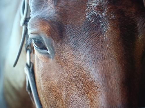 a close up of the face of a brown horse at Gite Provençal du Mas Arnaud in Arles