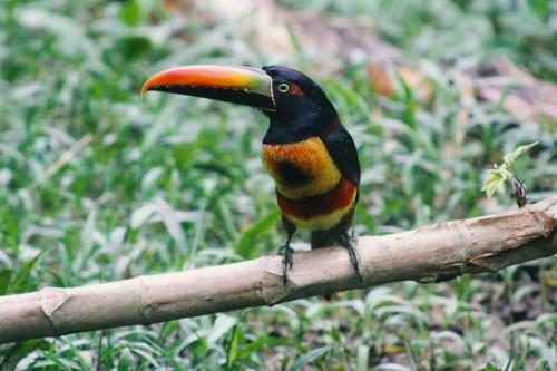 a colorful bird sitting on a tree branch at Inti Wasi in San Carlos