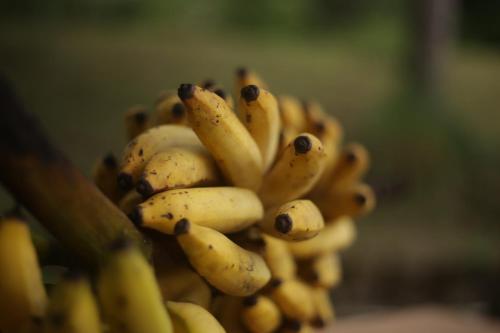 a bunch of bananas sitting on top of each other at Inti Wasi in San Carlos