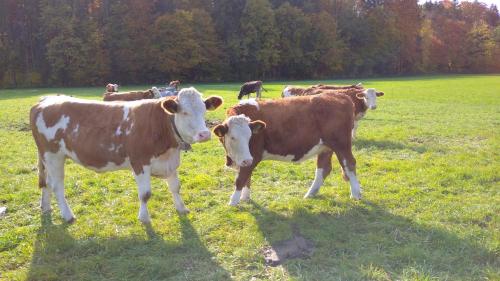 a herd of cows standing in a field at Wellnessoase mit Sauna und Whirlpool in Inzell