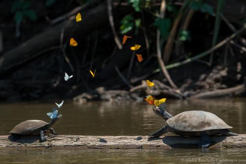 two turtles sitting on a log in the water with butterflies at Casa Amazonas in Puerto Maldonado