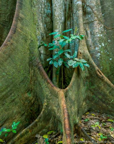 a tree with a plant growing out of it at Casa Amazonas in Puerto Maldonado