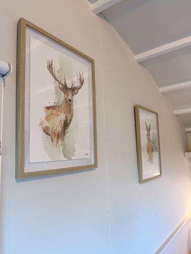 two pictures of a deer on a wall at Capledrae Farmstay Shepherds Huts in Cardenden