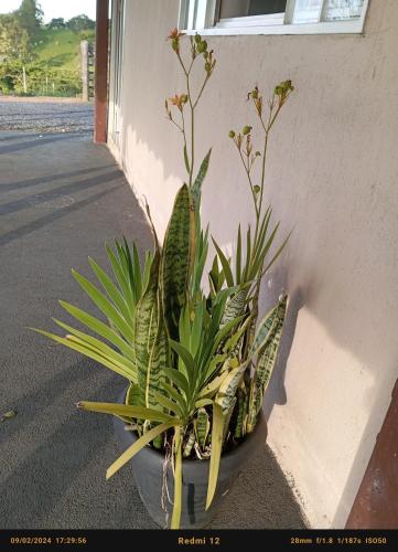 a potted plant sitting on the side of a building at Pousada flores de ipê in Capitólio