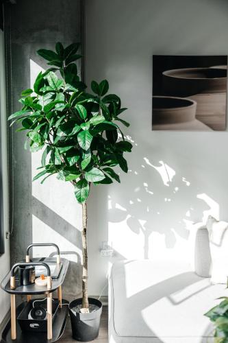 a potted plant in a room next to a bed at Luxurious Hollywood condo in Los Angeles
