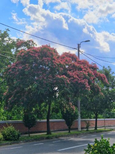 Gambar di galeri bagi ORI ELEGANCE Malul Muresului di Arad