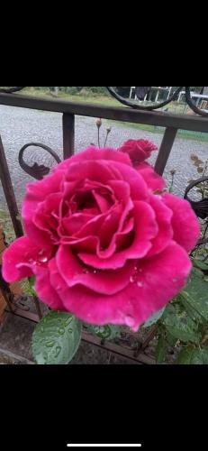 a pink rose sitting on top of a table at Moonglade Allure Houses in Polyana