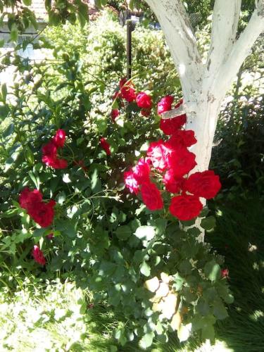 a group of red roses in a garden at Αρχοντικό Ειρήνη - 6 Metsovo in Metsovo