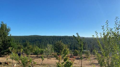 una vista de un campo de árboles a lo lejos en Casa Bosque Pichilemu, en Rinconada El Sauce