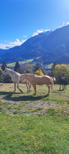 Hochbergerhof – Photos 5