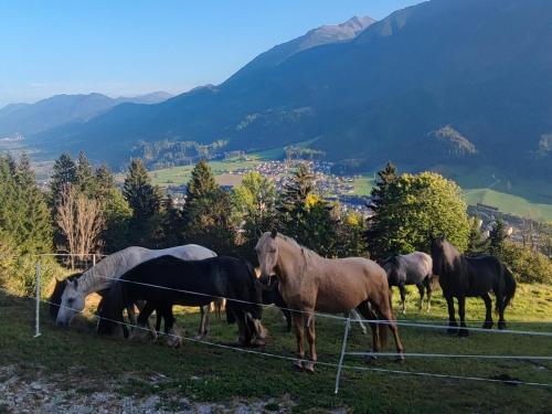 Hochbergerhof – Photos 3