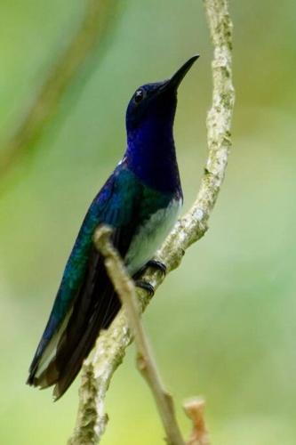 a blue bird sitting on a tree branch at Studio House in Eco-Farm: nature, relaxing, hiking in Turrialba