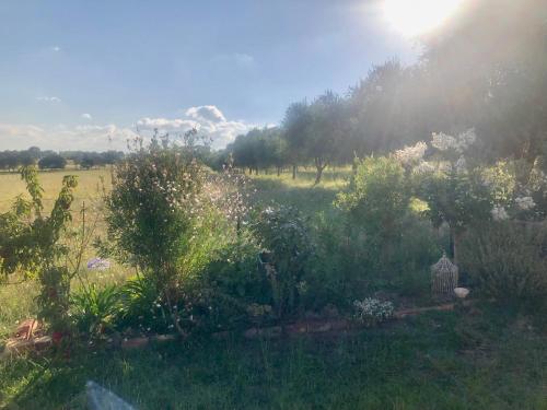 ein Garten mit Bäumen und Sträuchern auf einem Feld in der Unterkunft Danara Cottage in Bathurst