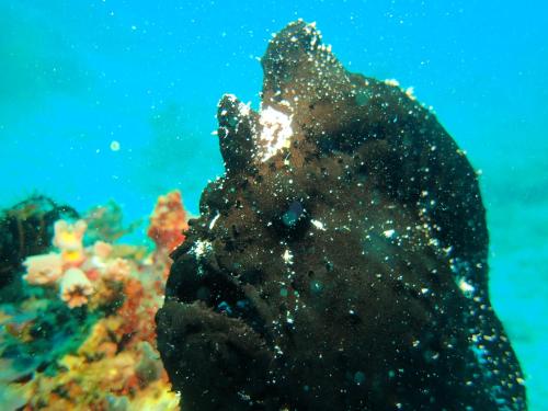 a diver is looking at a pile of coral at CasaDel Beach House in Mabini