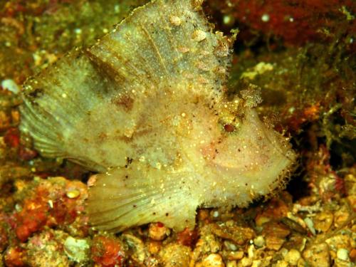 a fish is sitting on the rocks at CasaDel Beach House in Mabini