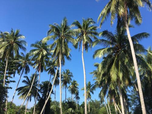 World Citizen GuestHouse في كو بانغان: مجموعة من أشجار النخيل مقابل السماء الزرقاء