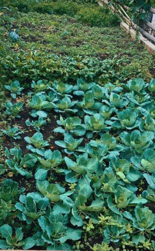 a garden with lots of green plants at Guesthouse Madzarevic in Pluzine