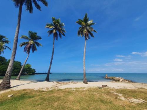 three palm trees on a beach with the ocean at Apartamento de descanso Om Shanti Om in Coveñas