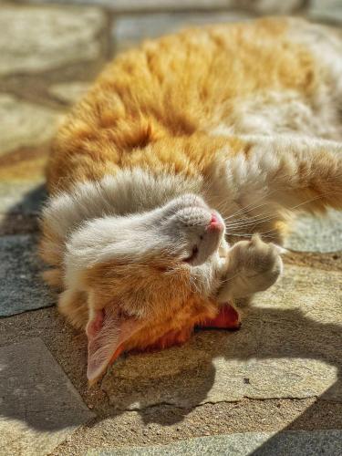an orange and white cat laying on the ground at Baba Houlakia in Houlakia
