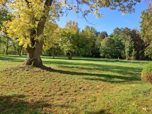 a tree in the middle of a grass field at Château des Aulnes 