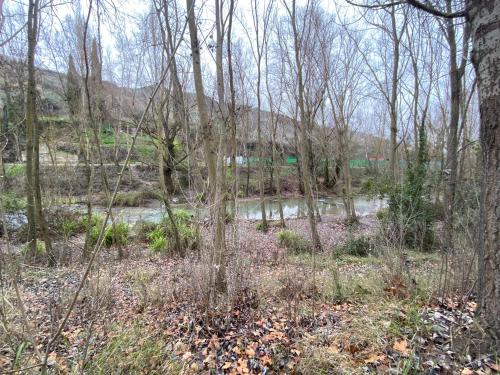 a forest with trees and a river in the background at APARTAMENTO NEVADA in Pinos Genil