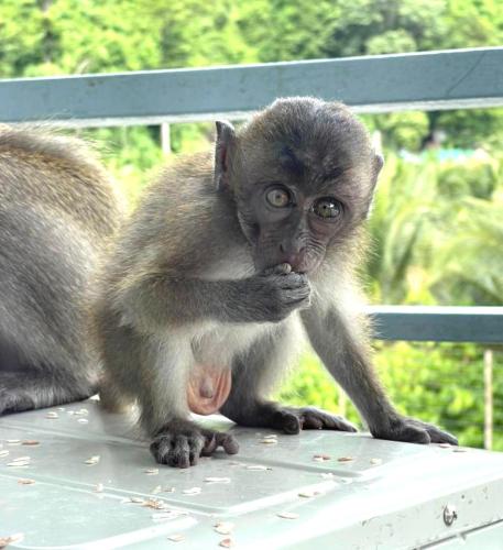 a baby monkey standing on a table eating food at Phi Phi Maiyada Resort in Phi Phi Don