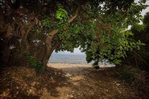 a tree on a beach with the ocean in the background at Alethea's Sea View Apartment in Kalamaki