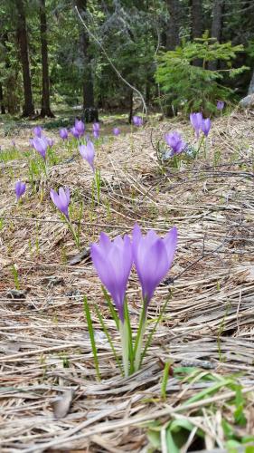 a group of purple flowers on the ground at Boeritza Hotel Complex in Vladaya