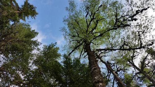 a group of trees looking up into the sky at Boeritza Hotel Complex in Vladaya