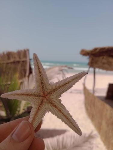 een persoon die een zeester voor een strand vasthoudt bij Beach & Sunset villa in Mboro