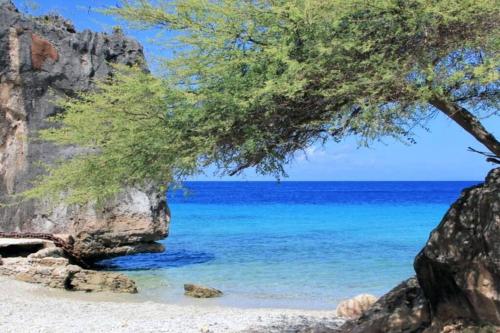 a tree on a beach with blue water at NewVilla-Coral Estate-WalktoBeach-Private Pool-up to 16 Guests SeaView in Willibrordus