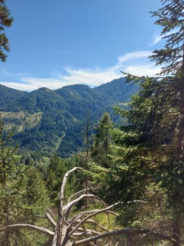a view of the mountains from the forest at Naturetouch in Steinberg am Rofan