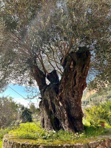 a large tree sitting in the middle of a field at Spiros Holidays House in Doukádes