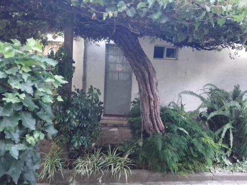 a tree growing around a door of a house at "Mi pequeño refugio" - Apartamento Colonia del Sacramento in Colonia del Sacramento