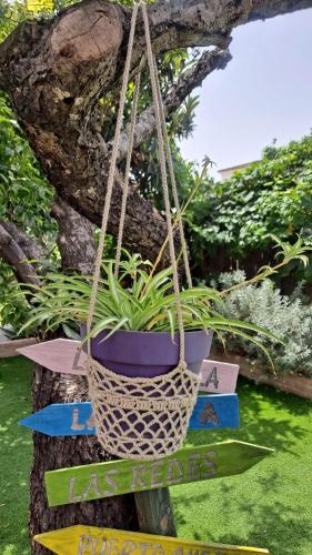 a potted plant in a hanging basket on a tree at Casa con encanto junto a la playa de La Puntilla in El Puerto de Santa María