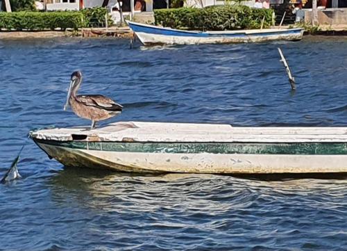 a bird standing on a boat in the water at Apartamento de descanso Om Shanti Om in Coveñas