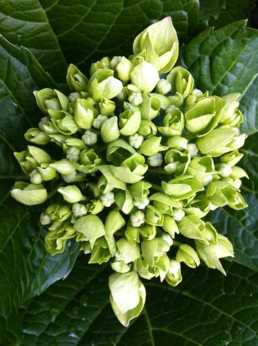 a close up of a green flower on a plant at Eira das Carvalhas in Penafiel